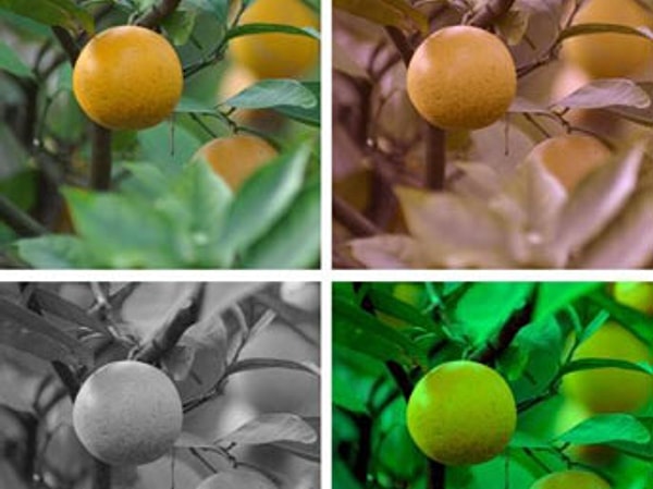 11. Обезьяна