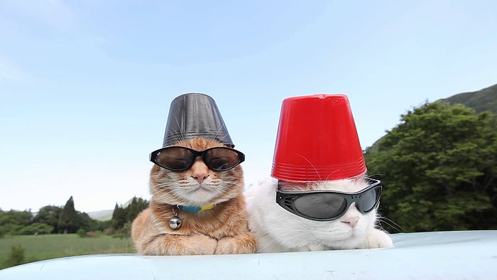 Kafalarında Gözlük ve Huniyle Mahallenin Delisi Gibi Takılan Kediler