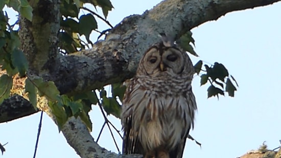 Dokunsalar Ağlayacak Baykuşun Kuşlar Tarafından Saldırıya Uğraması