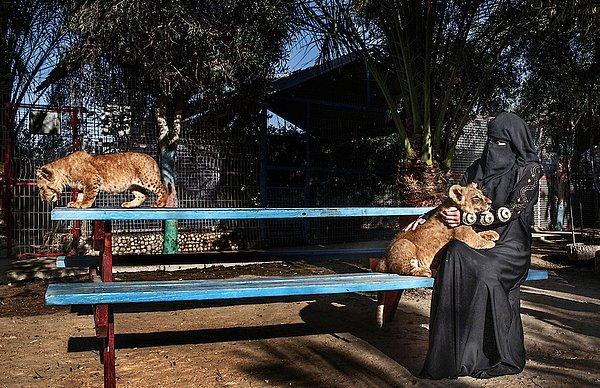 7. Gazze'de hayvanat bahçesinde yavru aslan seven kadın