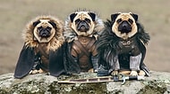 Kemik Oyunları! Game Of Thrones Karakterleri Gibi Giydirilmiş Sevimlilik Abidesi Köpekler