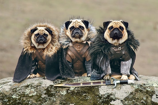 Kemik Oyunları! Game Of Thrones Karakterleri Gibi Giydirilmiş Sevimlilik Abidesi Köpekler