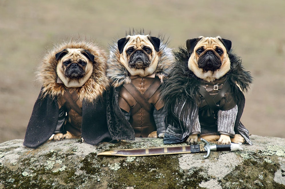 Kemik Oyunları! Game Of Thrones Karakterleri Gibi Giydirilmiş Sevimlilik Abidesi Köpekler