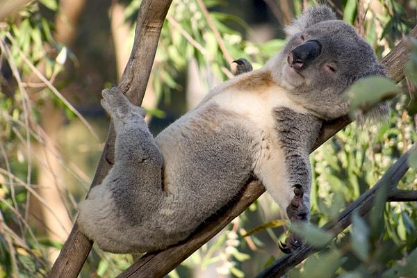 Muhtemelen bütün koalalar hayatlarını böyle geçiriyor zannediyorsunuz, değil mi?