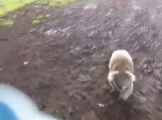 Koala Tarafından Kovalanan Kadının Korku Dolu Anları