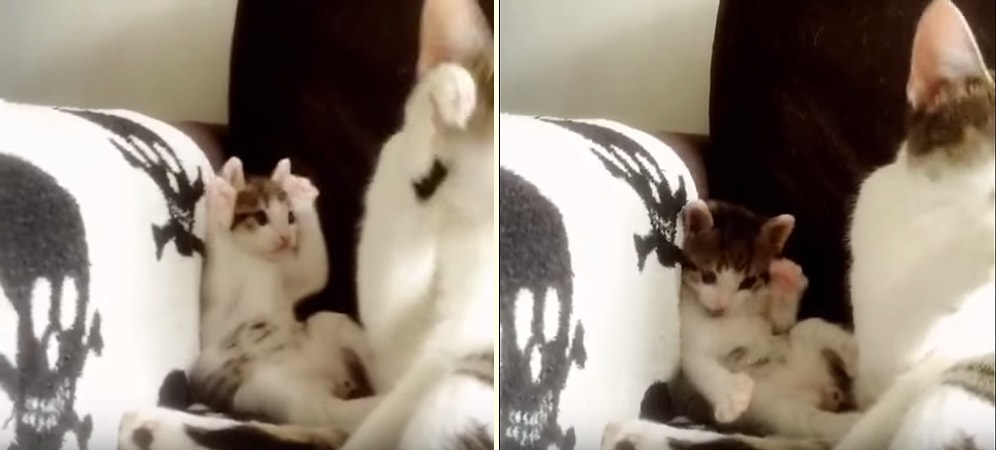 Annesini Taklit Etmeye Çalışan Minnoş kediden Sevimlilik Patlaması