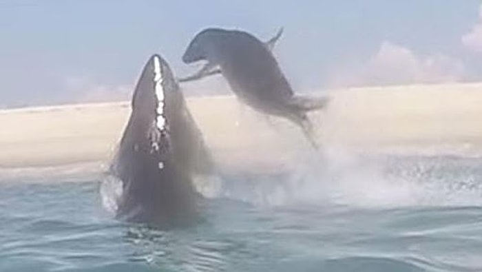 Köpek Balığından Kaçmaya Çalışan Fok Balığının Zor Anları