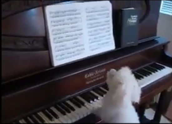 Notalara Bakarak Çatır Çatır Piyano Çalan Piyanist Köpek