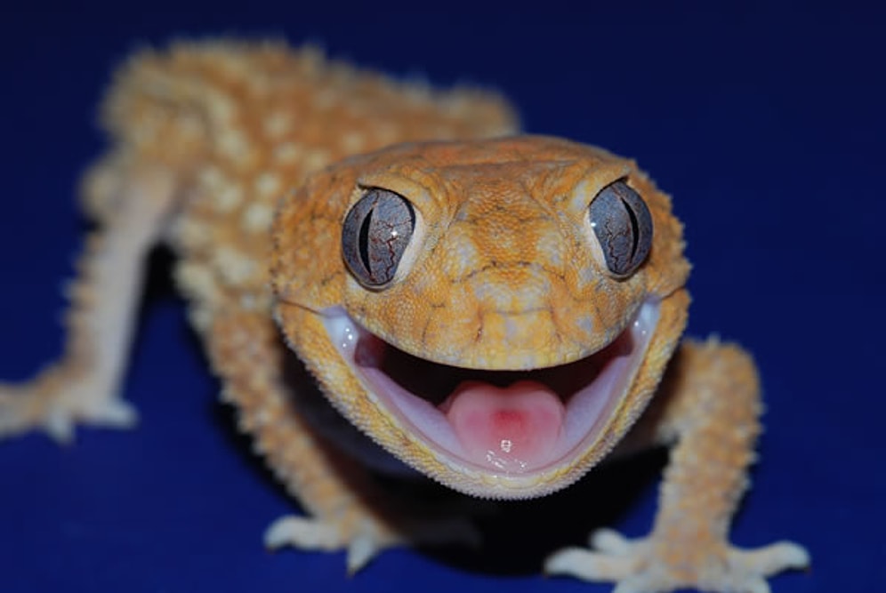 25 Fotoğrafla Şartlar Ne Olursa Olsun Gülümsemeyi Asla İhmal Etmeyen Hayvan "Geko"