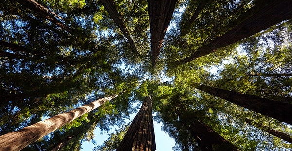 Redwood Milli Parkı, Kaliforniya