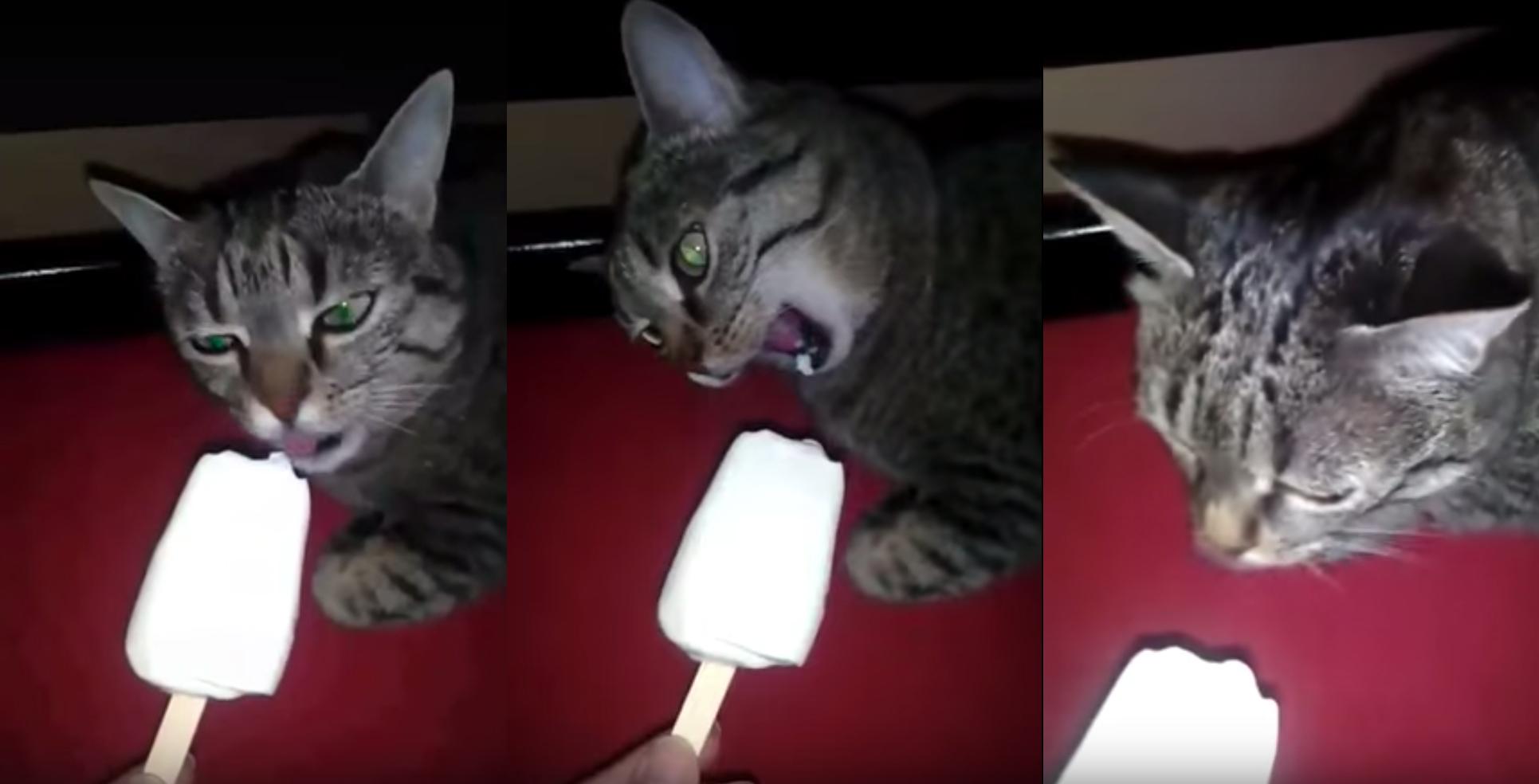 Dondurma Yiyen Kedinin Kısa Devre Yapması