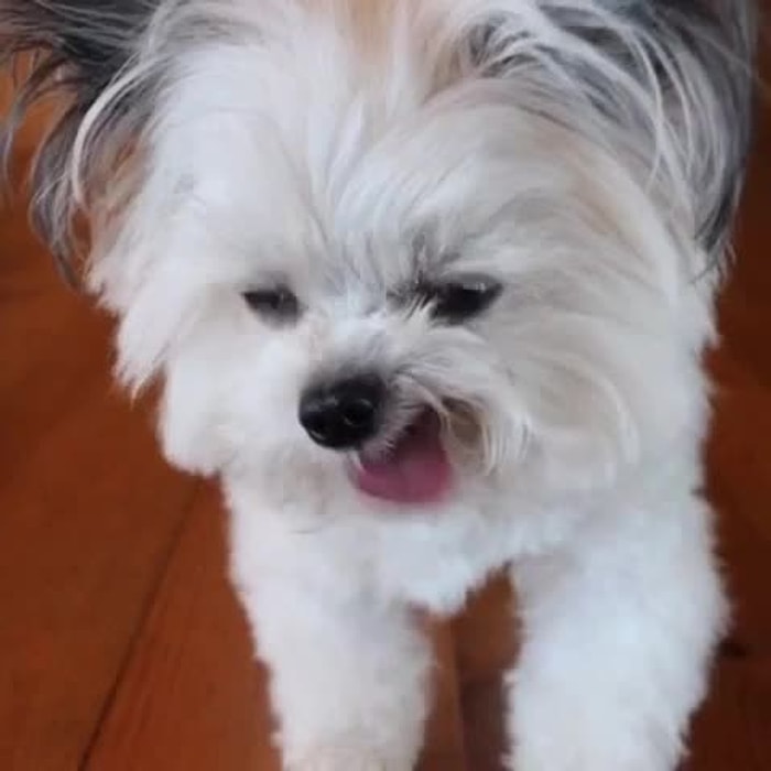 Vine'da Takip Edebileceğiniz 14 Sevimli Hayvan Profili