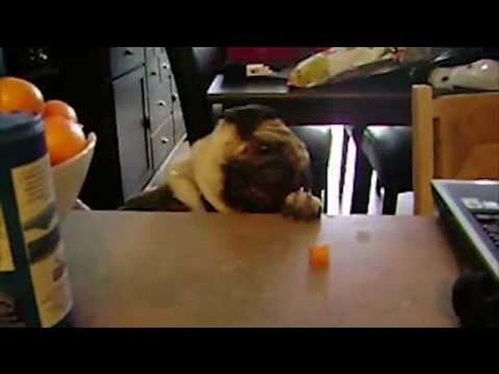 Mutfaktan Yiyecek Çalan Zeki Köpekler