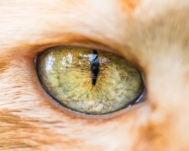 Kedileri Bir Kez Daha Sevmenize Sebep Olucak 19 Makro Cekim Kedi Gozu
