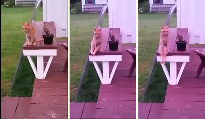 Kendini İnsan Zanneden Kedinin Masa Üstünde Bacaklarını Sarkıtması