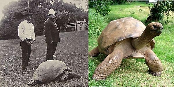 23. Şu an 183 yaşında olan kaplumbağa Jonathan, 1902 ve 2015:
