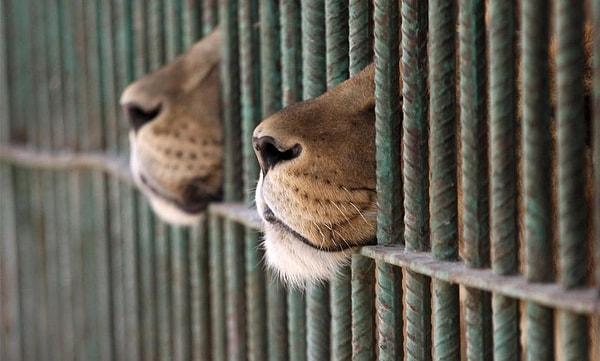 Ancak bu karara rağmen anlaşmalı olarak açılan iki hayvanat bahçesini kapatamayacaklarını üzücü bir şekilde dile getirdiler.