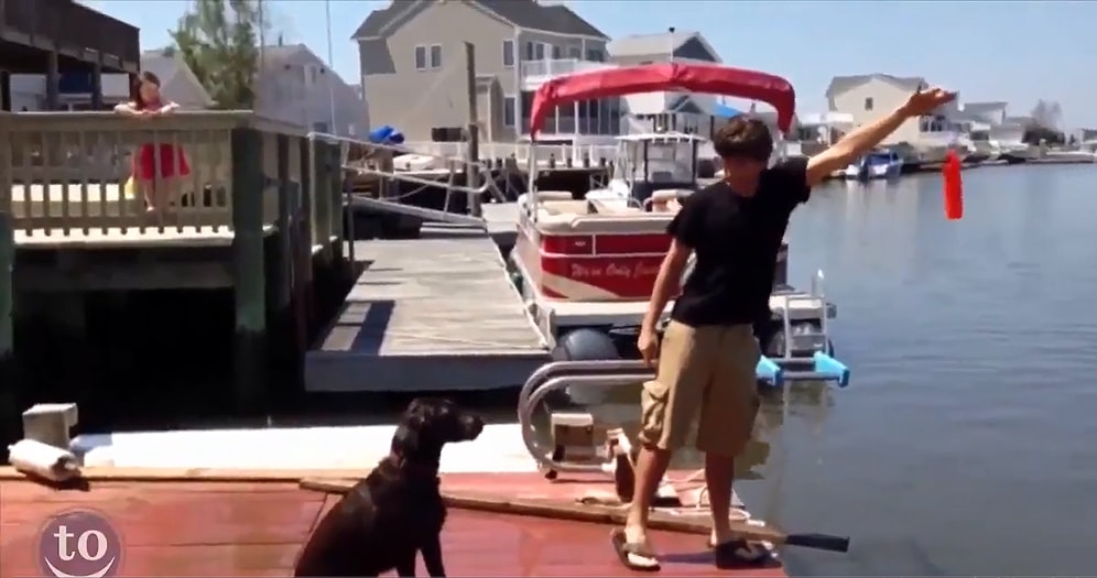 Dünyanın En Beceriksiz Köpeklerinin Sergiledikleri Muhteşem Performanslar