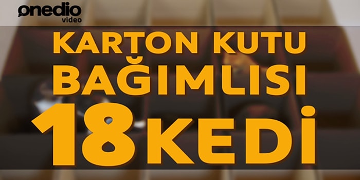 Karton Kutu Bağımlısı 18 Aşırı Minnoş Kedi