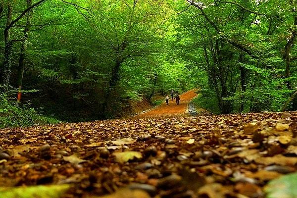1. Siz 8:15 vapuruna yetişmek için koşarsınız; biz işe gitmeden önce Belgrad Ormanı’nda koşarız.
