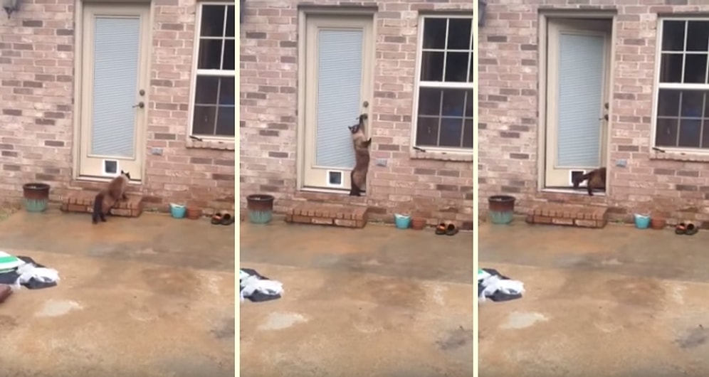 Bu Zeki Kedinin Küçük Kedi Kapısına İhtiyacı Yok