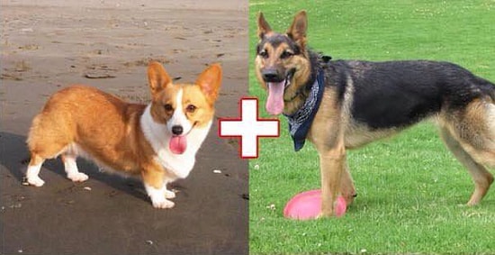 Farklı Köpek Cinsleri Çiftleştiğinde Ortaya Çıkan 10 Köpek Türü