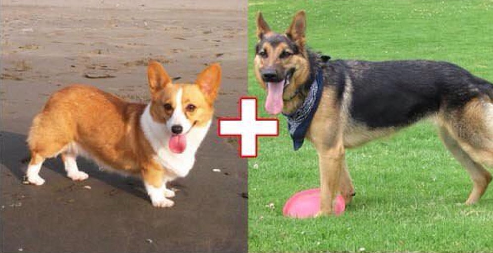 Farklı Köpek Cinsleri Çiftleştiğinde Ortaya Çıkan 10 Köpek Türü