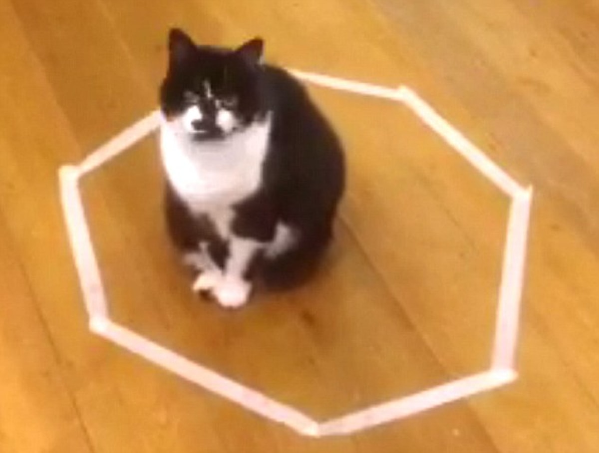 Обмани кота