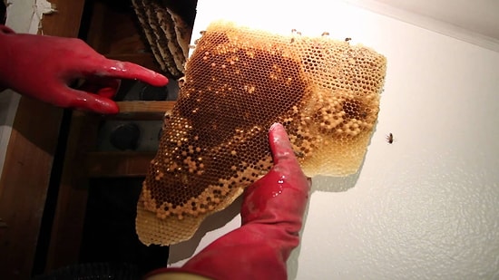 Duvarın İçindeki 50.000 Arıyı Nasıl Dışarı Çıkarırsınız?