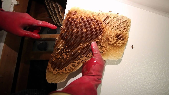 Duvarın İçindeki 50.000 Arıyı Nasıl Dışarı Çıkarırsınız?
