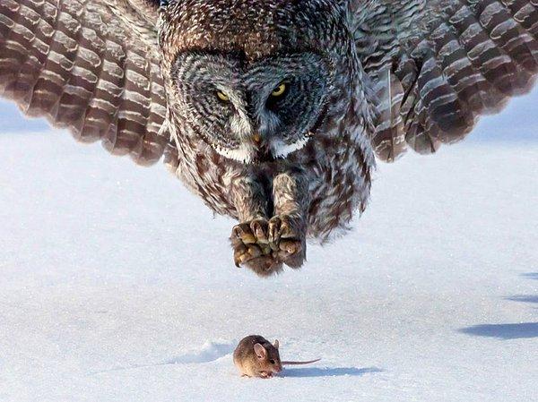 16. Birazdan bir sıçanı yakalayıp, karnını doyuracak olan bir baykuş.