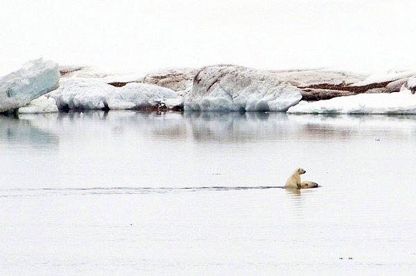 28. Annesinin sırtında bir yolculuğa çıkmış olan küçük kutup ayısı.