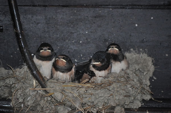 23. В ожидании мамы