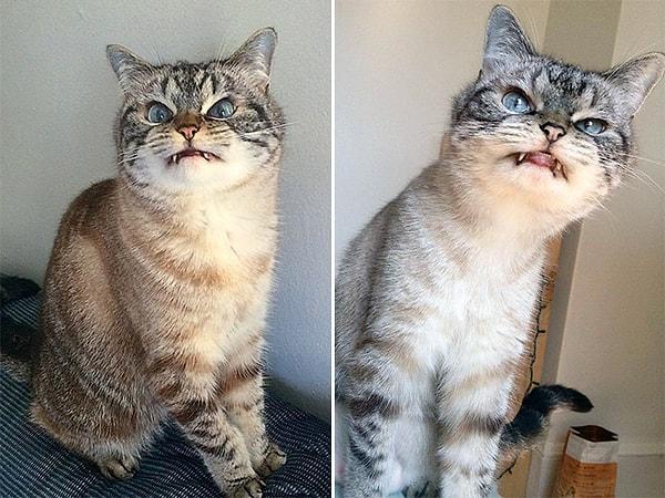 2. Sivri dişleri + bakışları sayesinde  vampir bir kedi görünümüne sahip olmuş.