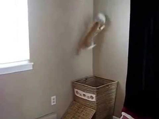 Kirli Sepetinde Atılan Çamaşırları Yakalayarak Çılgınca Eğlenen Kedi