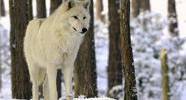 3. One of the reasons why they allowed obedient wolves was to feel safer and closer in dangerous forests and unprotected areas.