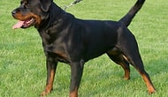 En Güçlü 10 Köpek Cinsi