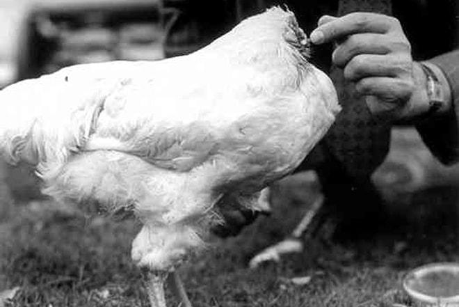 Başının Kesilmesine Kafayı Takmadan 1.5 Yıl Boyunca Yaşamayı Başaran Tavuk
