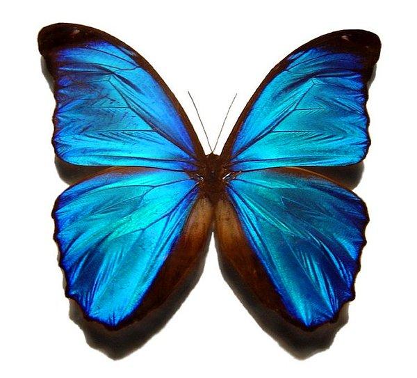 1. Mavi Morpho Kelebeği