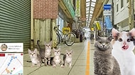 Japonların Yeni Çılgın Girişimi: Kediler İçin Google Street!