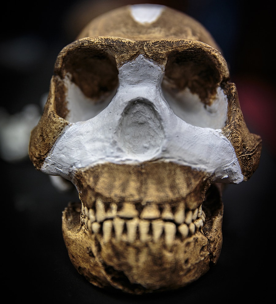 Homo naledi. Хомо наледи реконструкция.