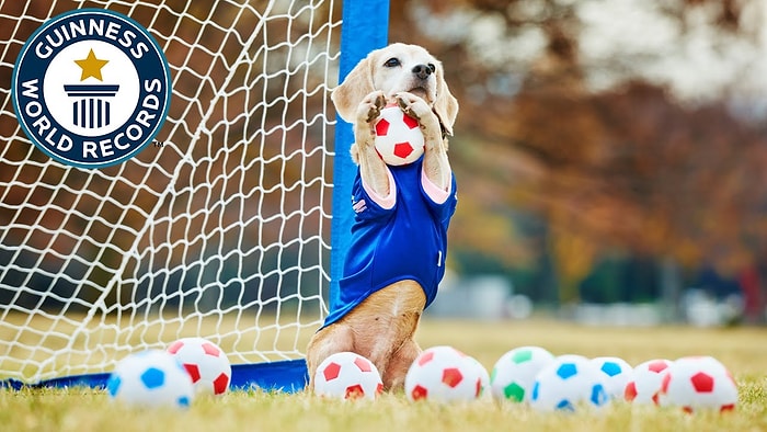 Dünyanın En İyi Rekortmen Köpek Kalecisi