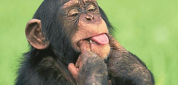 Şempanze