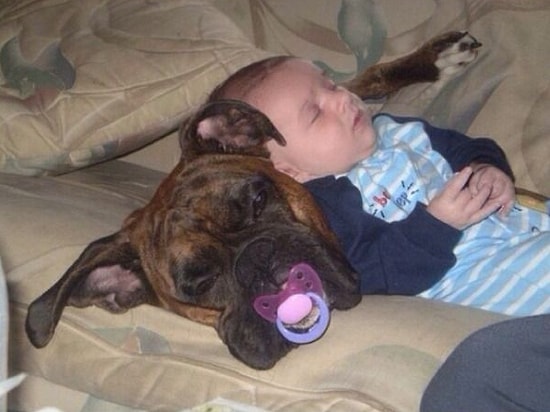 Çocukların Yeryüzündeki En İyi Arkadaşlarının Köpekler Olduğunun 17 Karede İspatı