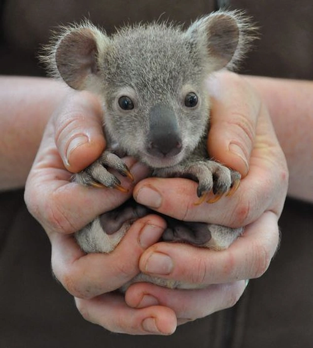 Koala