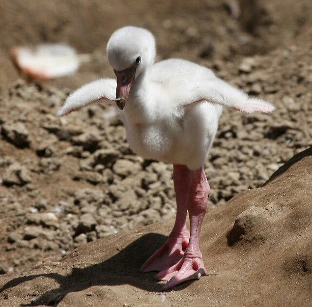 Flamingo