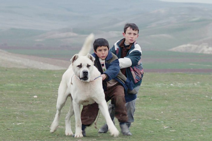 'Sivas' Oscar Aday Adayı