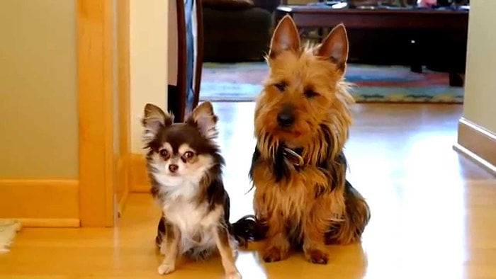 'Mutfağa Kim Pisledi?' Sorusu Gelince Eliyle Arkadaşını Gösterip Anında Satan Köpek