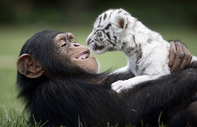 Bayramlaşmaya Gelen Dostlarını Geri Çevirmeyen Hayvanların 25 Fotoğrafı