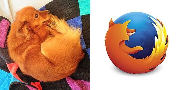 9. Firefox tilkisi taklidi yapan sevimli köpiş.